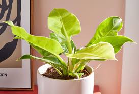 Philodendron Moonlight