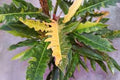 Philodendron Ring of Fire