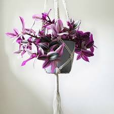 Tradescantia