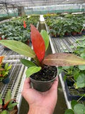5" Philodendron Sun Red