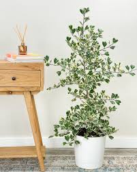Ficus Triangularis