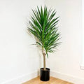 17" Tarzan Tree