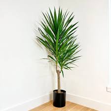 14" Tarzan Tree