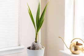 Coconut Palm