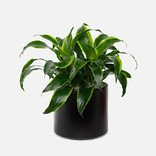 Dracaena Carmen 6"