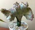 6" Euphorbia lactea crested