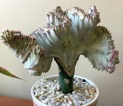 6" Euphorbia lactea crested