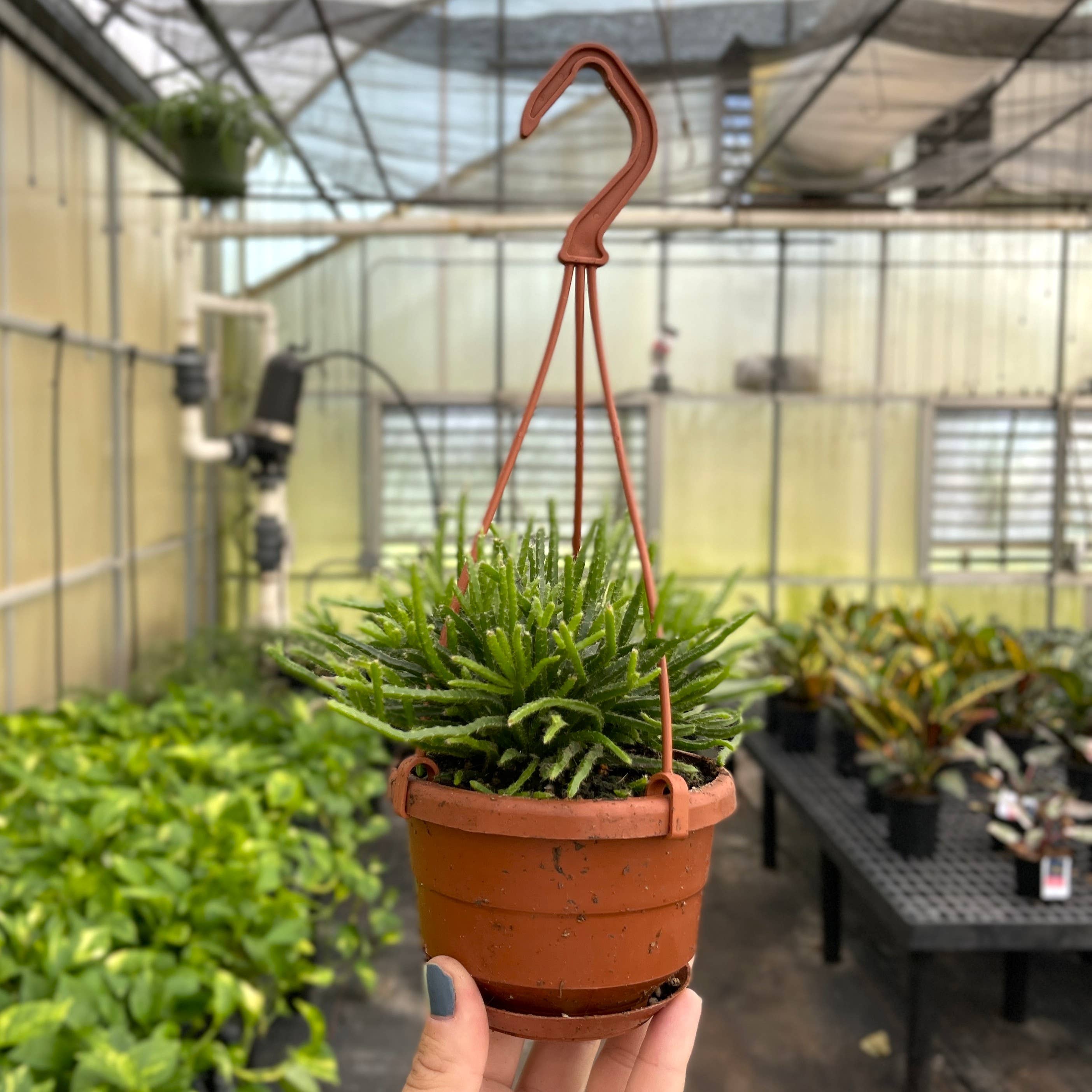 Rhipsalis Cactus Hanging Pot - 4" Live Plant