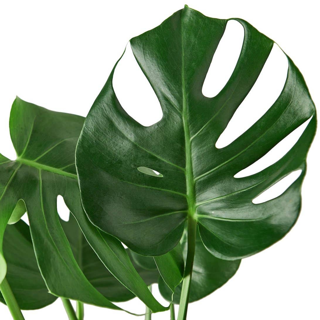 MONSTERA MINIMA 4-inch