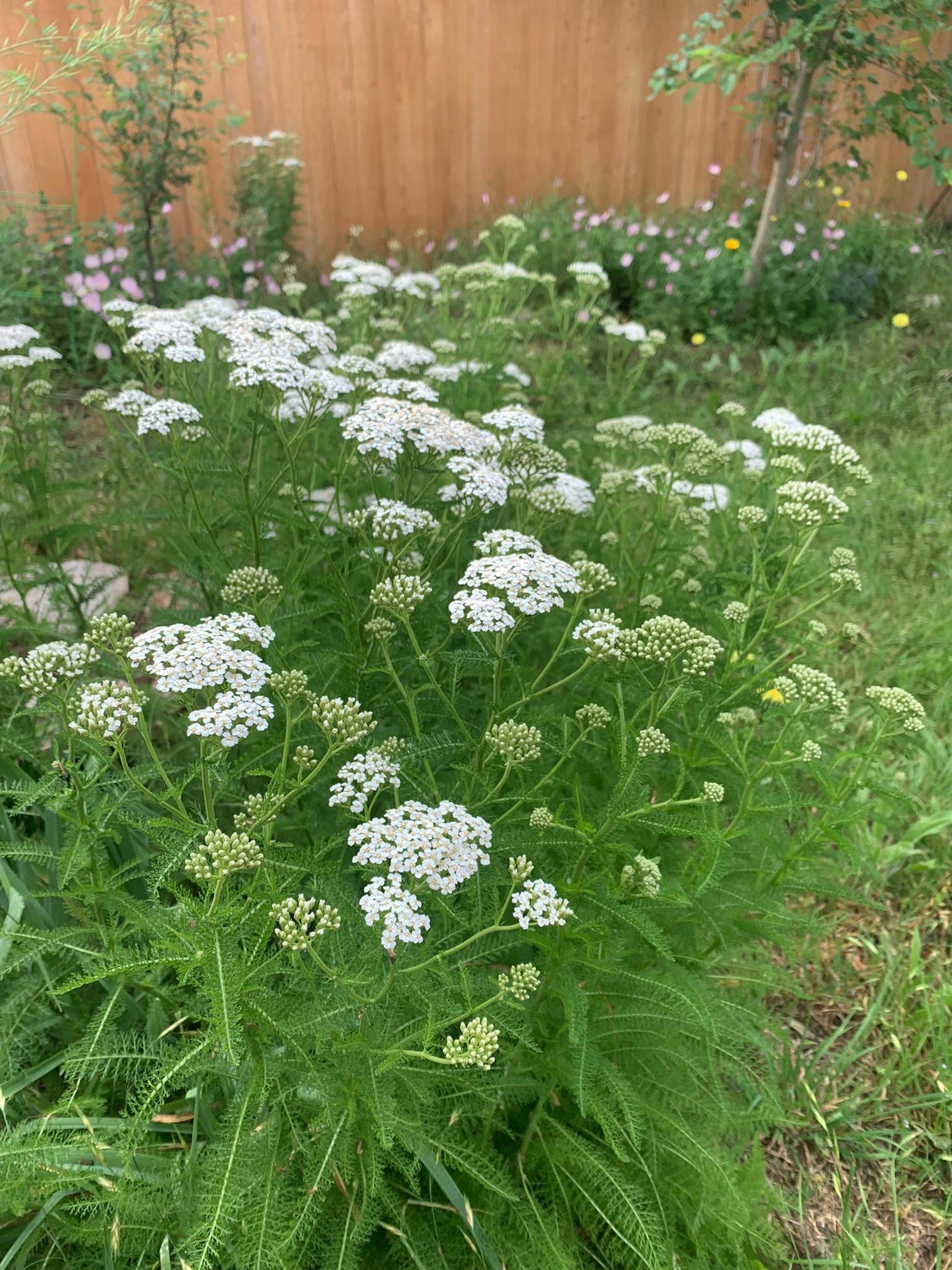 Calendula Healing Balm
