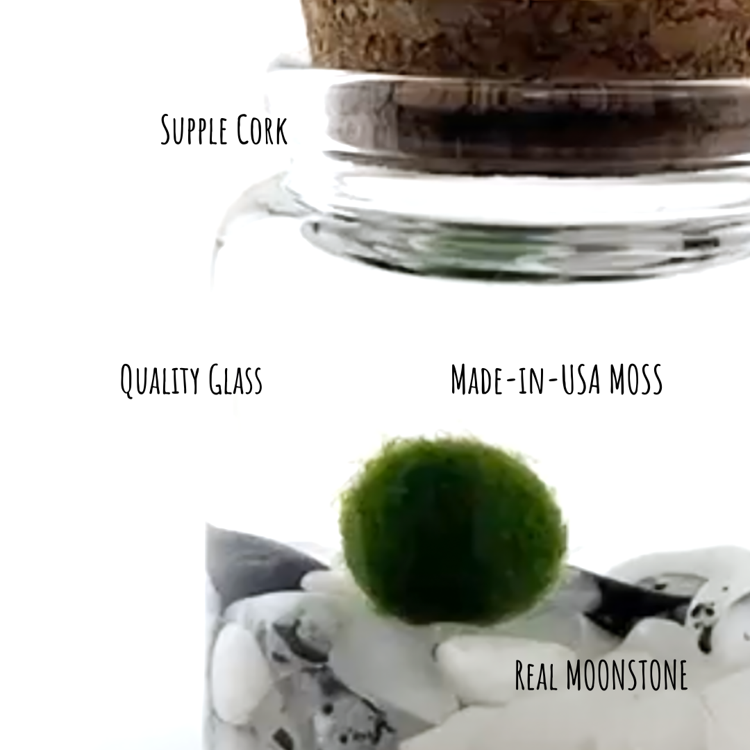 Small Marimo Moss Ball Terrarium with Moonstone Gemstones