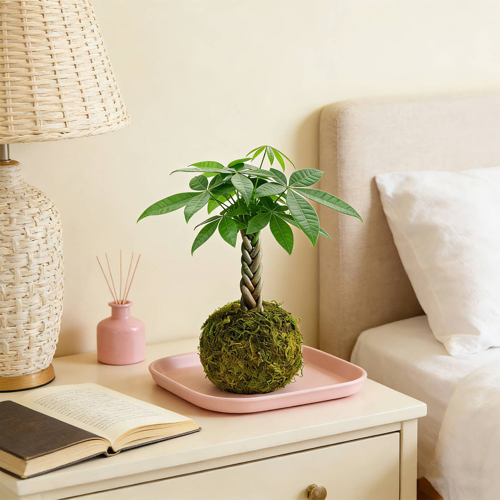 Money Tree Kokedama Braided Handcraft Moss Ball Houseplant