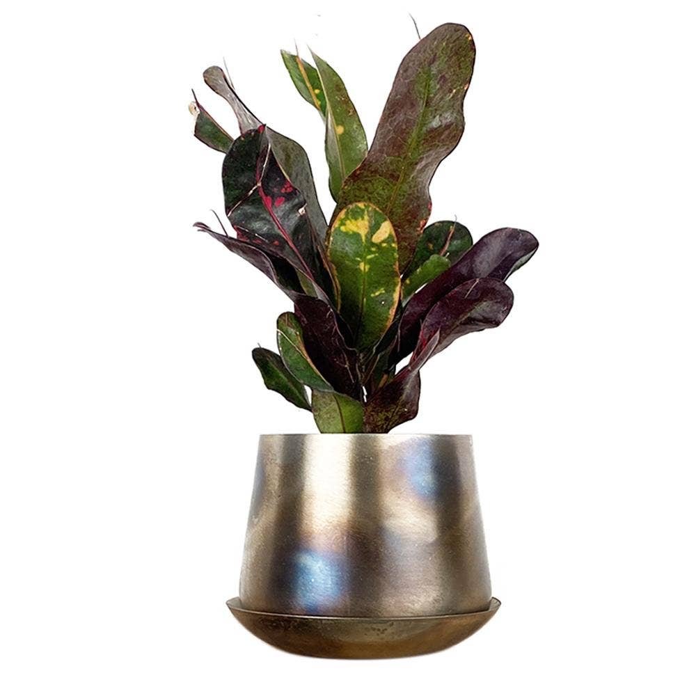 Metal Two Tone Pot - Joe Drainage 3.5-5in 8 Colors