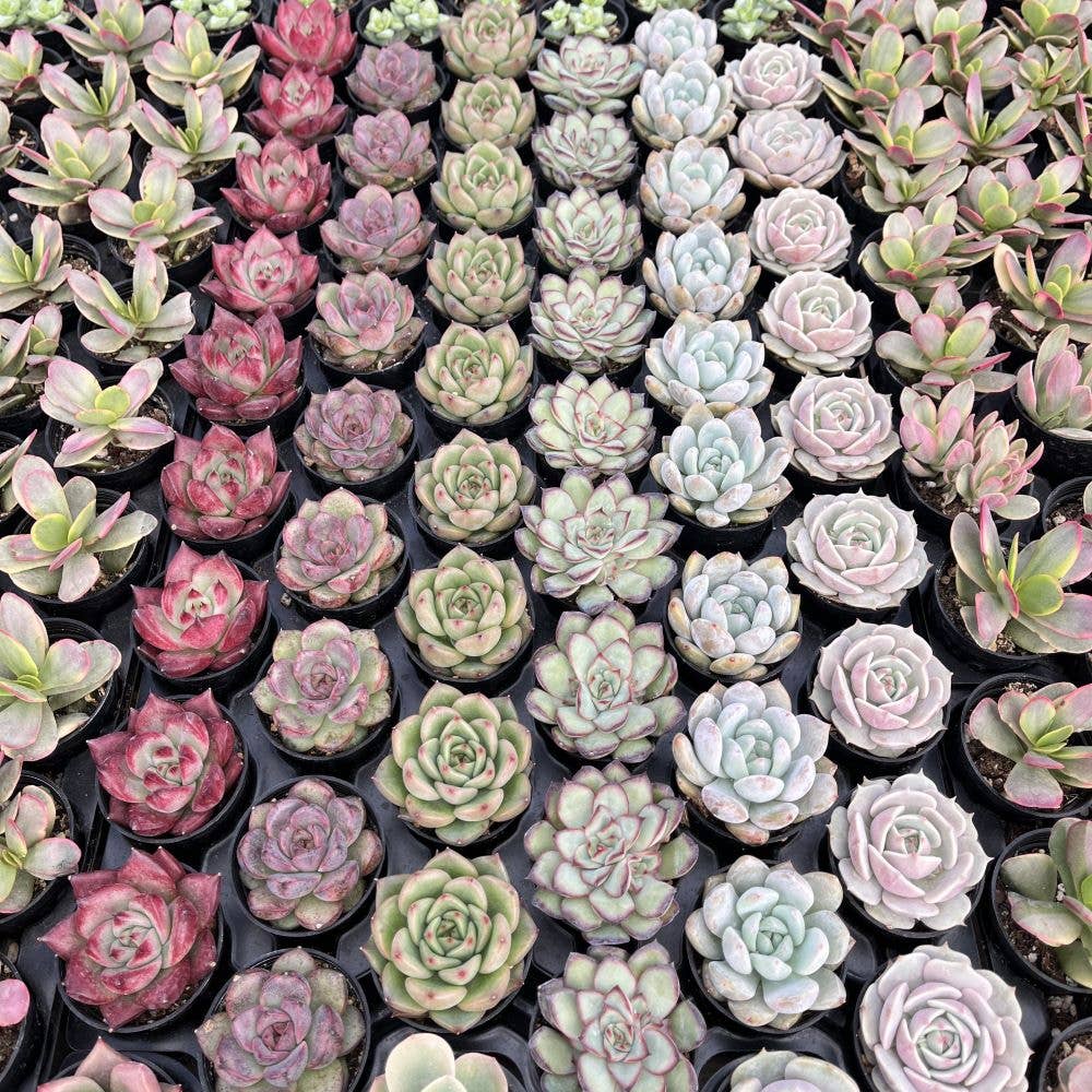 Assorted Rosettes Succulents Bulk 54 Tray - 2in Pot