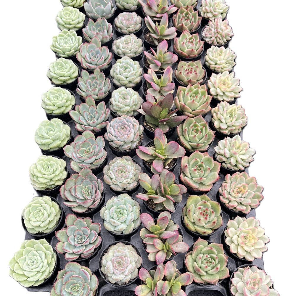 Assorted Rosettes Succulents Bulk 54 Tray - 2in Pot