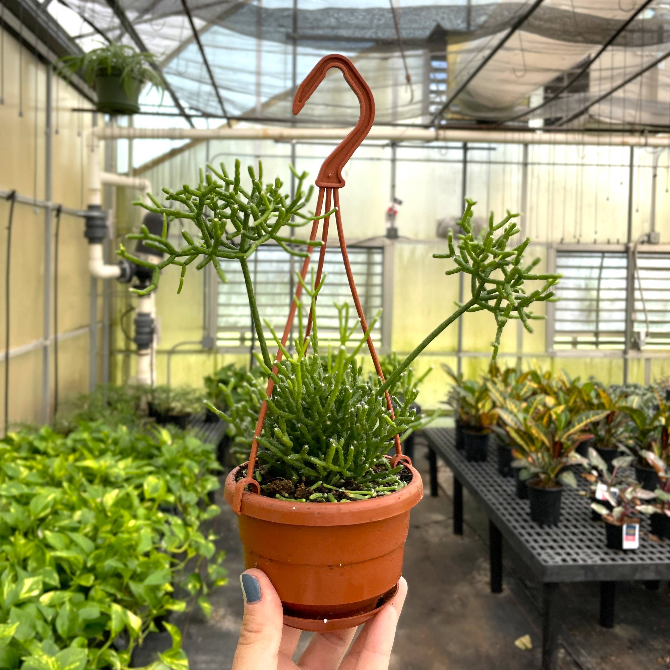 Rhipsalis Cactus Hanging Pot - 4" Live Plant