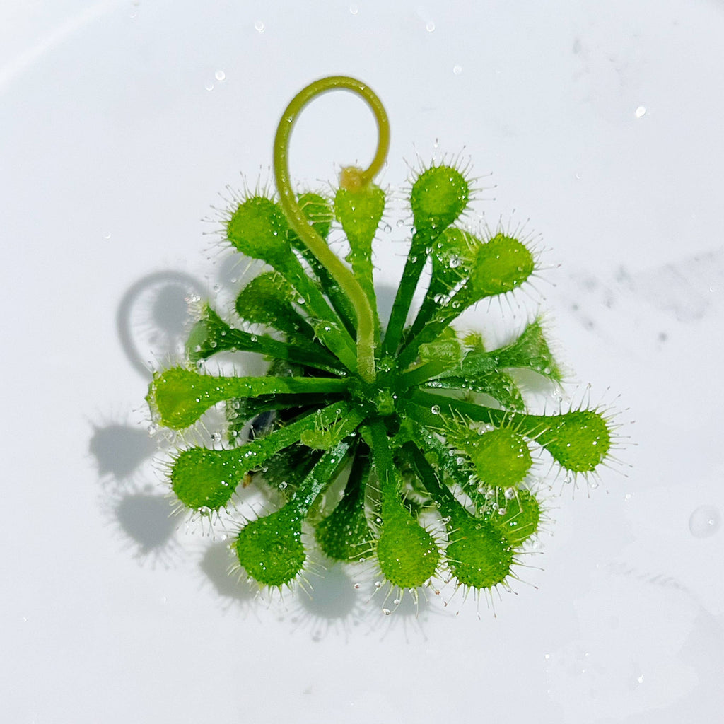 Drosera spatulata – Spoon-leaved Sundew (Plant Only)