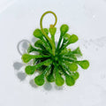 Drosera spatulata – Spoon-leaved Sundew (Plant Only)