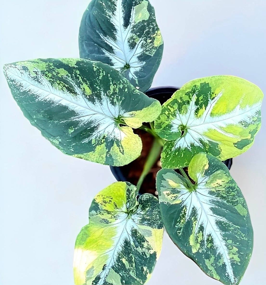 Syngonium Scrambled Eggs