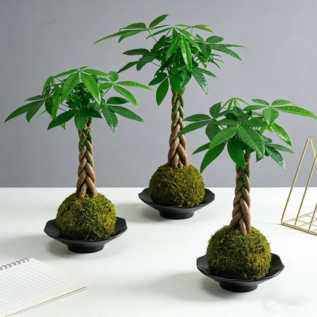 Money Tree Kokedama Braided Handcraft Moss Ball Houseplant
