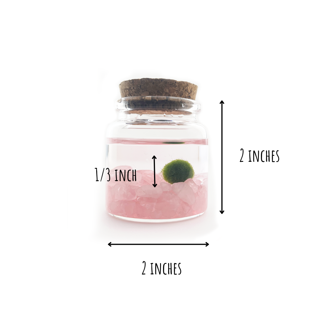 Small Marimo Moss Ball Terrarium with Rose Quartz Gemstones