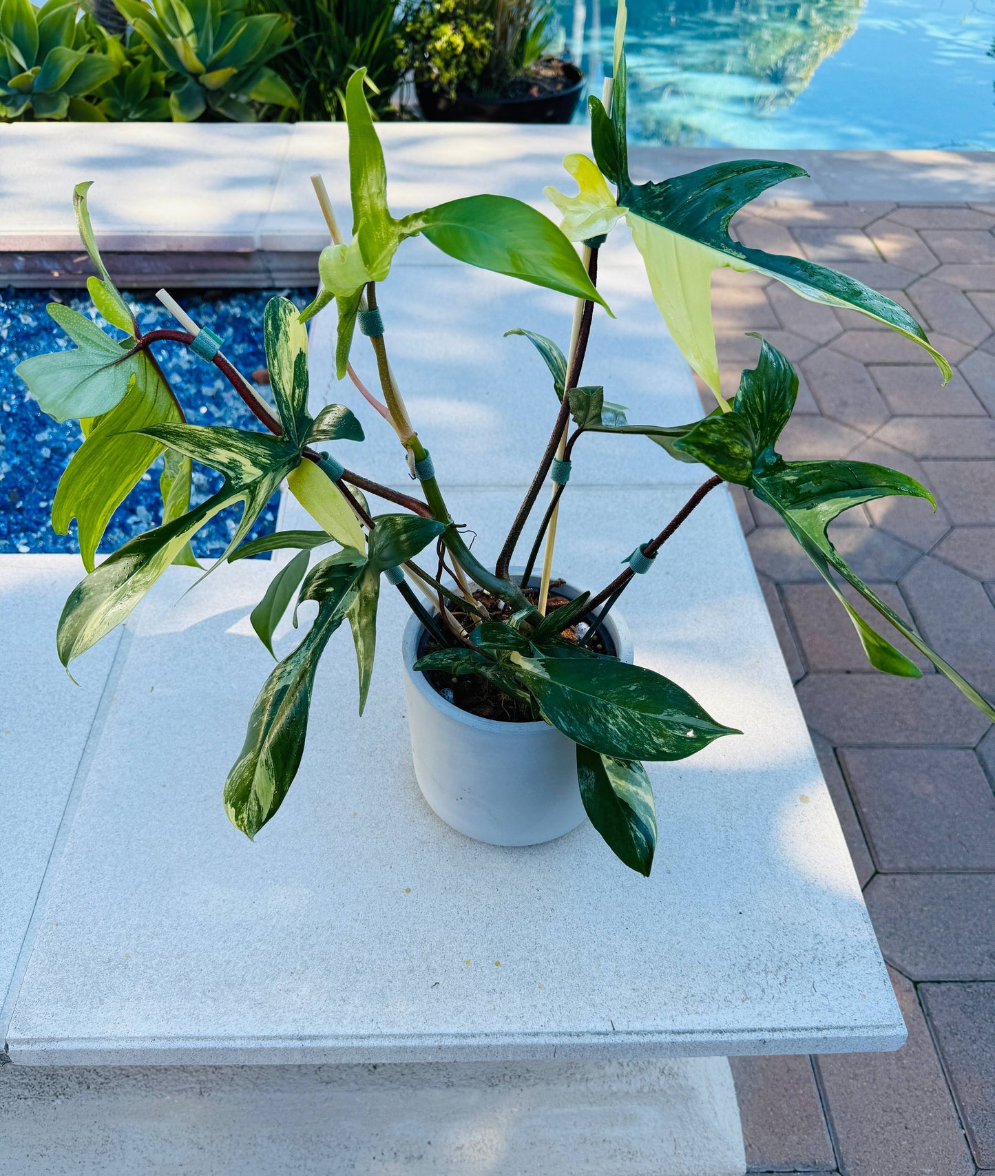 Philodendron Florida Beauty