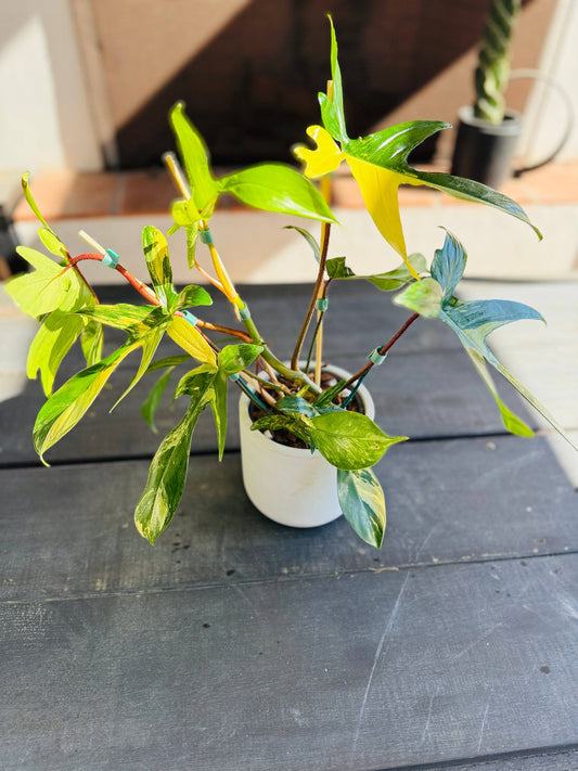 Philodendron Florida Beauty