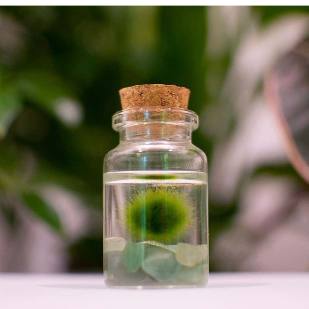 Tiny Marimo Moss Ball Terrarium with Aventurine Gemstones