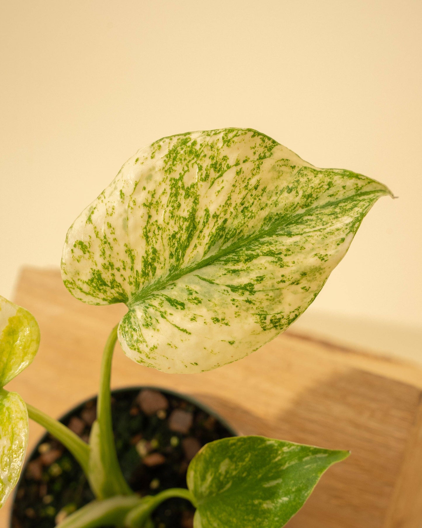 3.5" Monstera 'Mint'