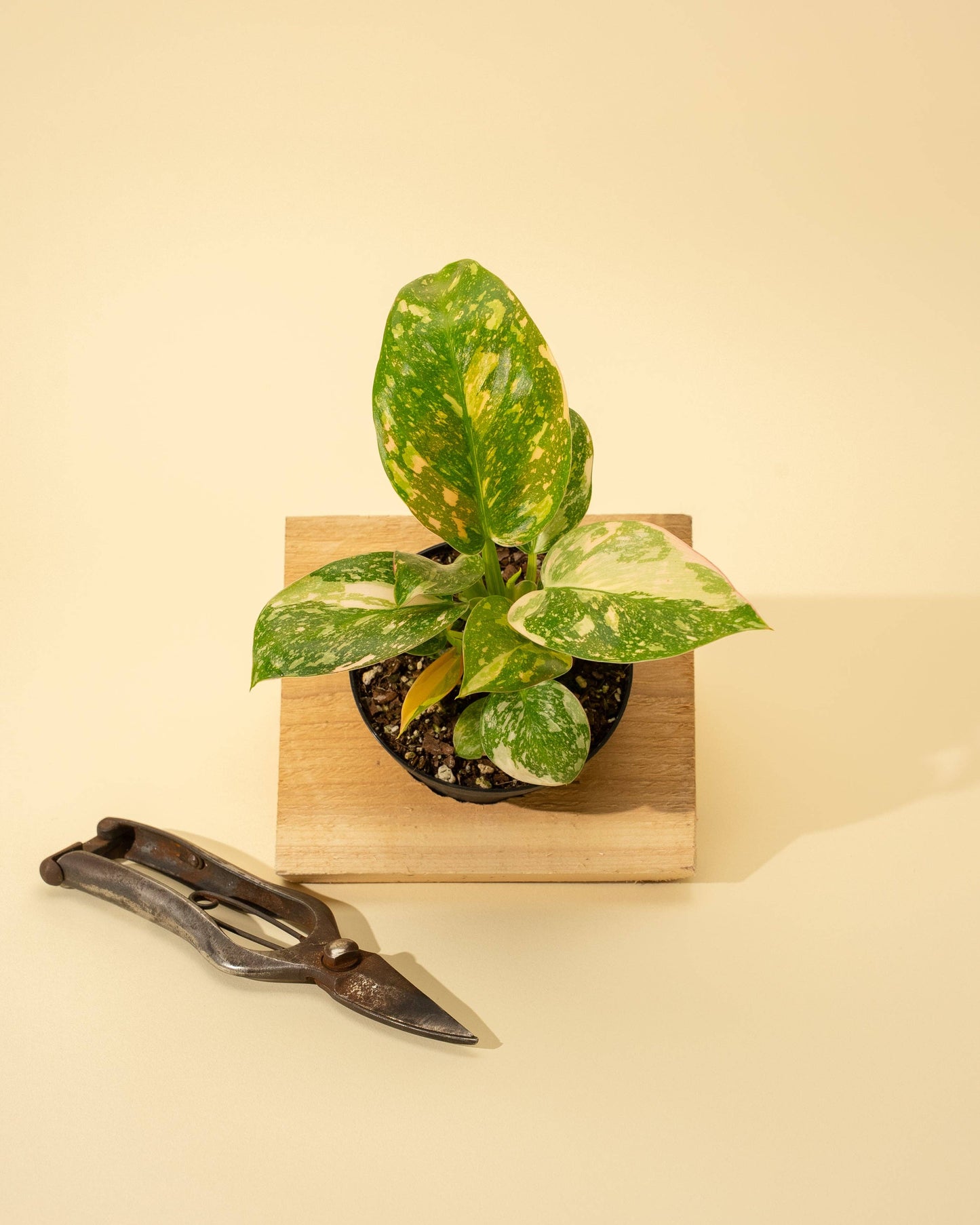 4" Variegated Philodendron Green Congo 'Copper Flame'