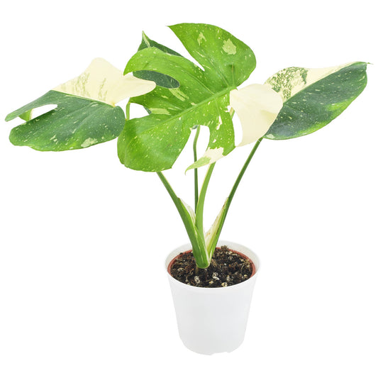 Monstera Thai Constellation 4 inch in Grower Pot