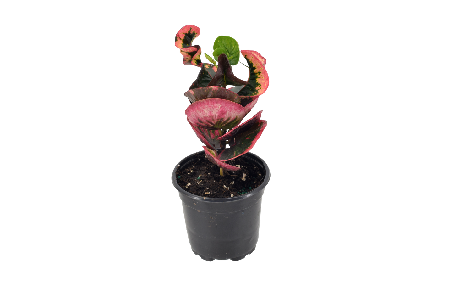Croton Rose 4 inch in Grower Pot