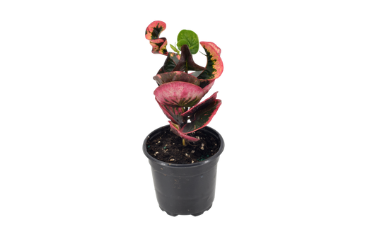 Croton Rose 4 inch in Grower Pot