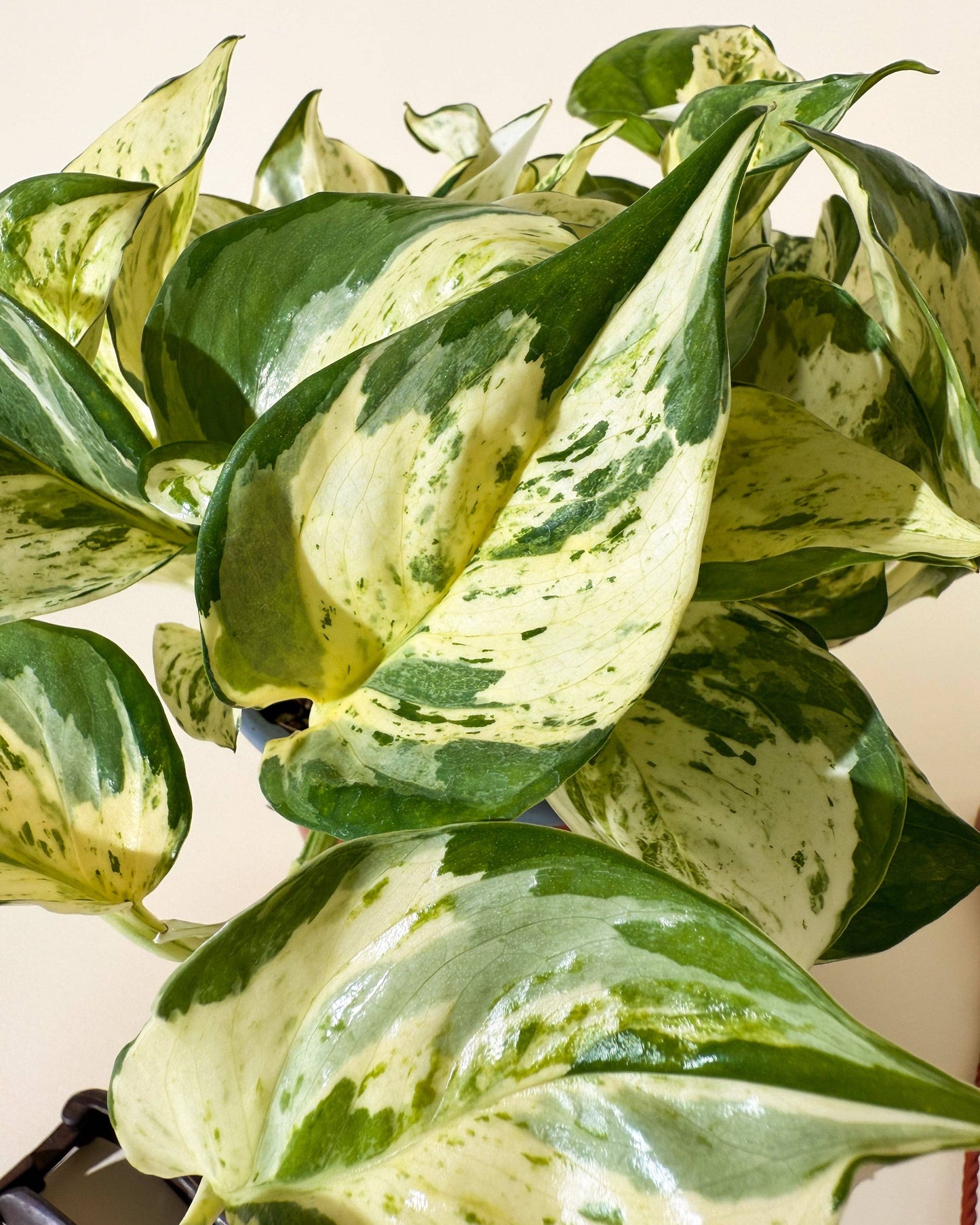 6" Epipremnum Aureum 'Manjula Compacta' (Hanging Basket)