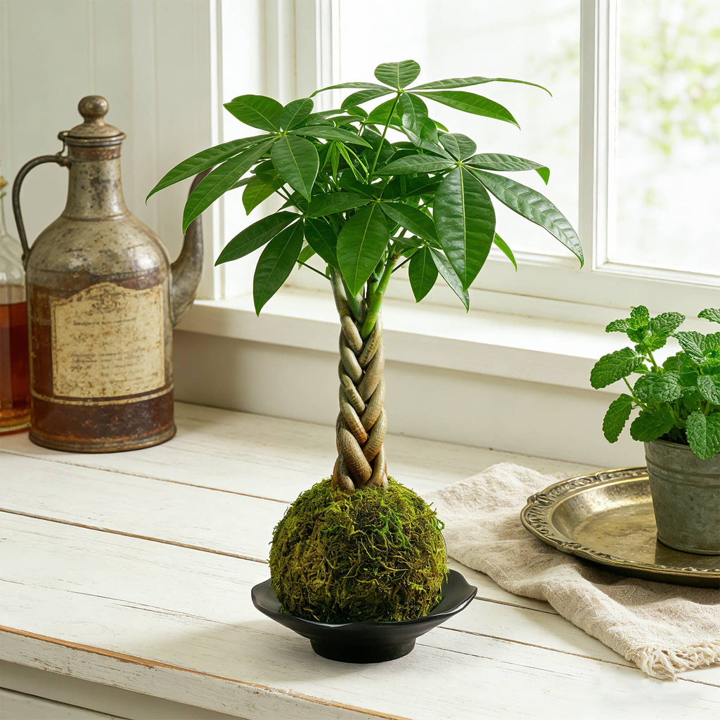 Money Tree Kokedama Braided Handcraft Moss Ball Houseplant