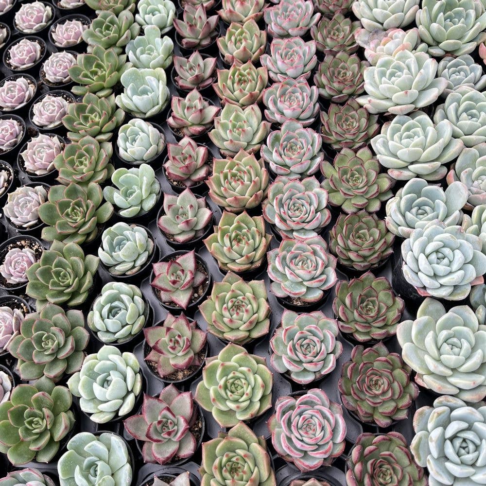 Assorted Rosettes Succulents Bulk 54 Tray - 2in Pot
