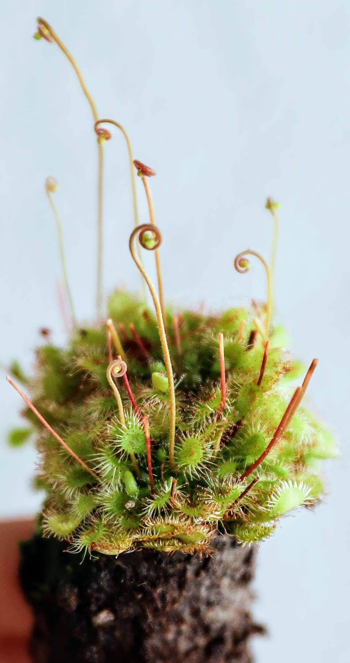 Drosera Capensis x Spatulata (Cape Sundew)