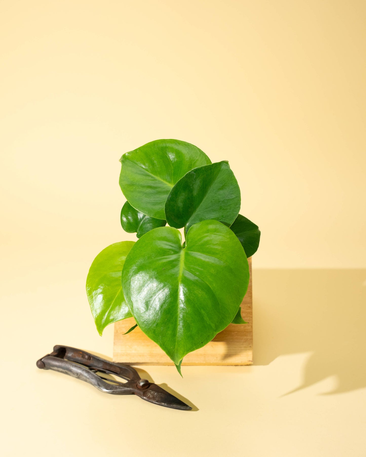 4" Monstera 'Deliciosa'