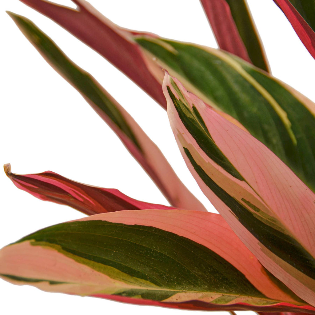 STROMANTHE TRIOSTAR