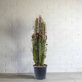 Euphorbia Trigona
