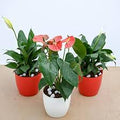 Anthurium