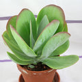Kalanchoe Thrysiflora 10 in