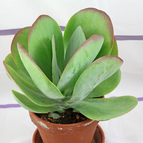 Kalanchoe Thrysiflora 10 in