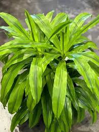 Dracaena Kristi 8in