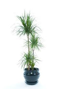 Dracaena Marginata