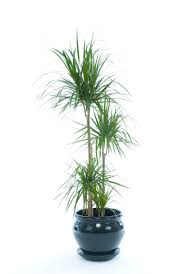 Dracaena Marginata