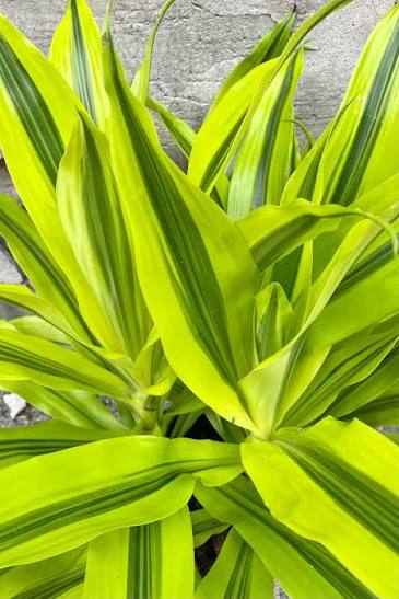 Dracaena Kristi 8in