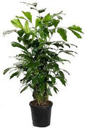 Fishtail Palm