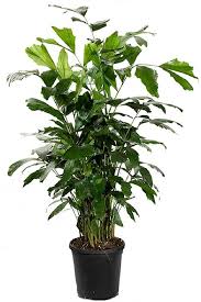 Fishtail Palm
