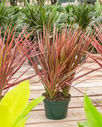 Dracaena marg. colorama